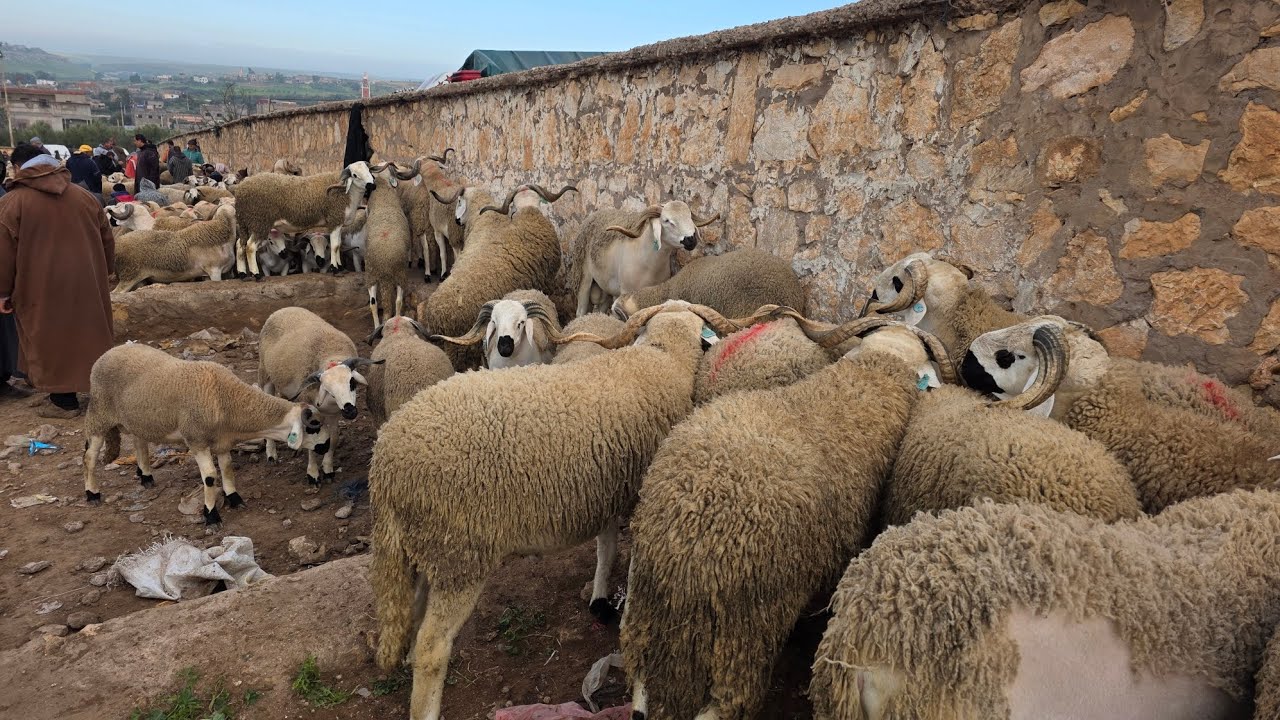 خرفان ملاح من سوق البروج🐏بتاريخ اليوم 20/26/3/8/