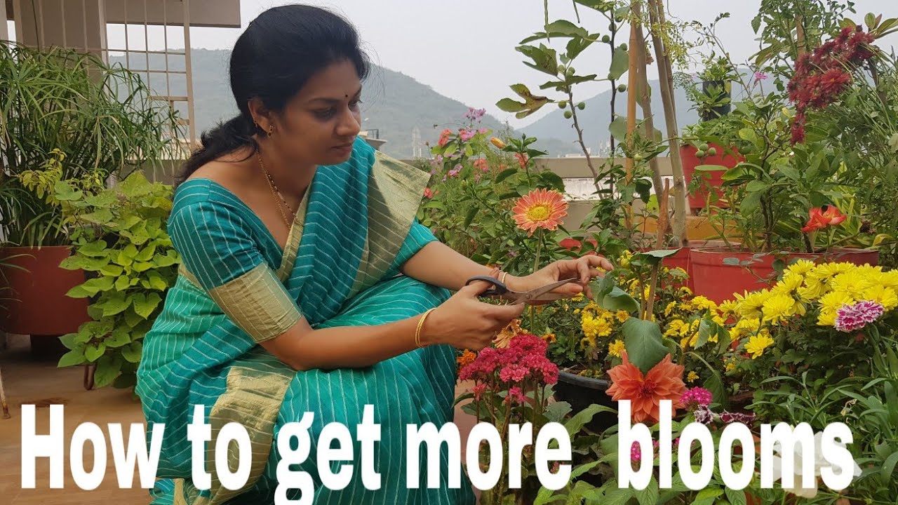 How To Increase Flowering In Plants how-to-increase-flowering-in-plants