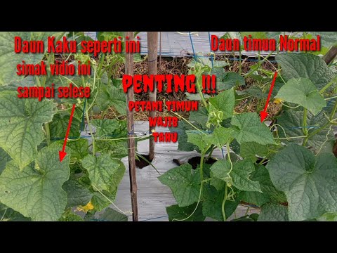 Video: Virus Mozek Kerdil Jagung - Bolehkah Anda Merawat Virus Mozek Kerdil Dalam Jagung