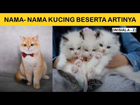 Video: Nama Kucing Dimulai Dengan Huruf K