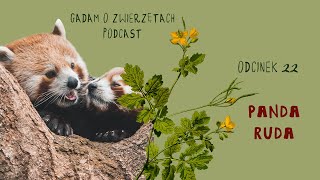Gadam o Zwierzętach Podcast - Odcinek 22 - Panda ruda