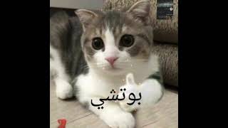 #shortsالقطه المشمشي