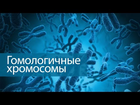 Гомологичные хромосомы