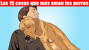 ¿Les gusta a los perros que les mires a los ojos?