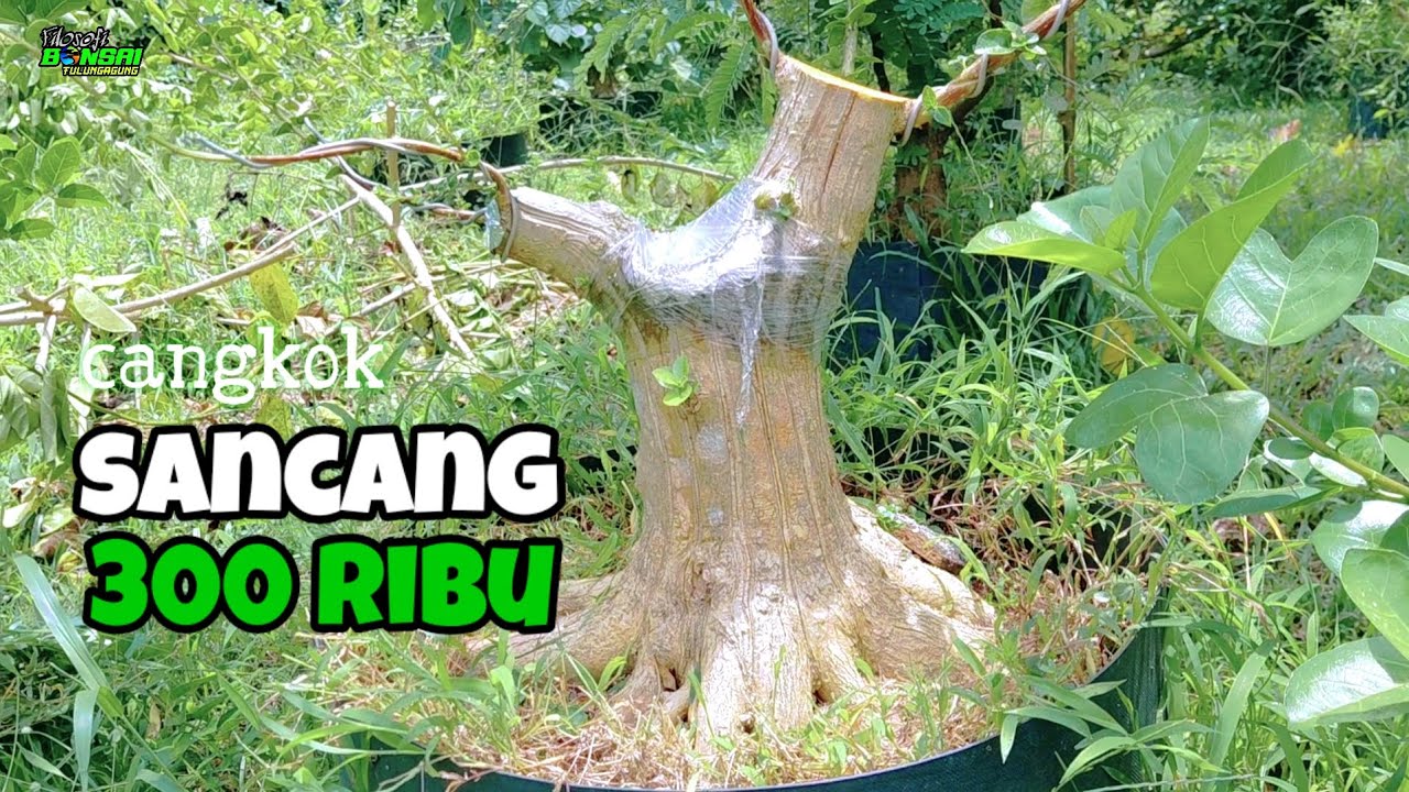 PRES BAHAN SANCANG NATURAL