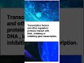 function of nucleoplasm