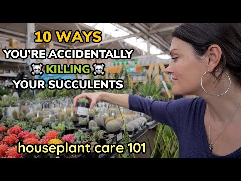 Save Your Succulents: 10 Ways You’re Killing Succulents - Houseplant Care 101 - Succulent Care Guide