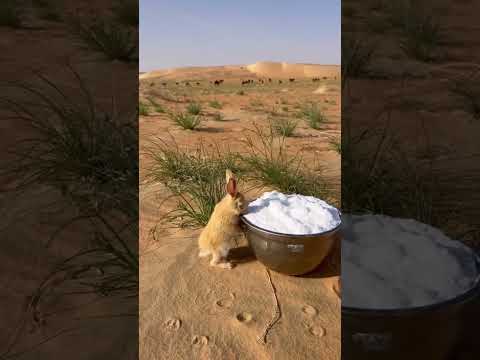 ابلور قصيده صالح ال مانعه