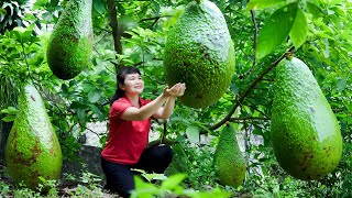 How to Harvest Avocado, Goes To The Market Sell - Harvesting and Cooking | Tieu Vy Daily Life