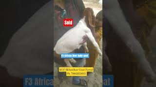 #africanboergoat #farming #assam #youtubeshorts #trending #sibsagar #jorhat #sonari #golaghat #moran