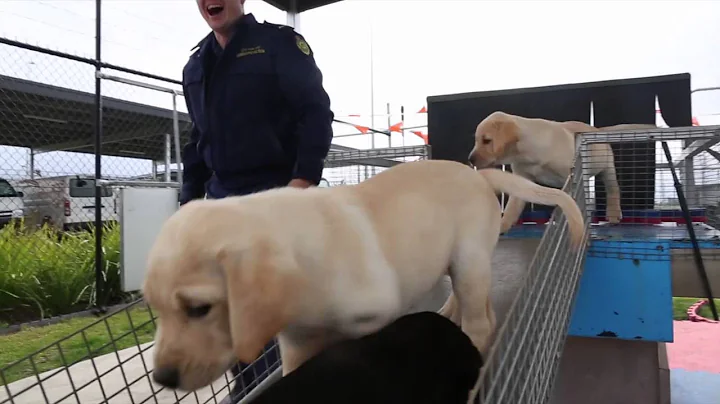 Detector Dog Program on the hunt for foster carer families for our puppies