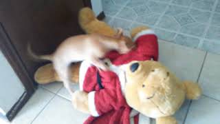 Vbnh mine dog he died already he got it he only got sick because