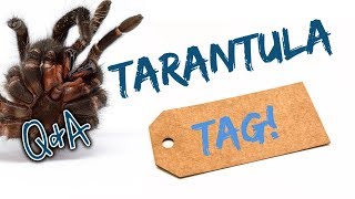 Tarantula Tag Q&A by Super Tarantella @TarantulaswithShanti