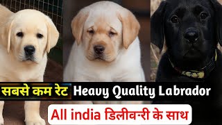 Heavy Bone Labrador Puppy for Sale – Pure Breeds With Lifetime Guarantee