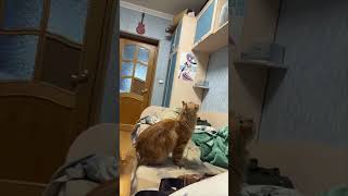 Orange Cat Miscalculates Jump, Falls Into Bed