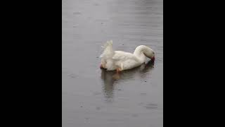 Relaxing In The Rain