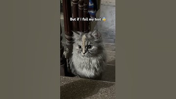 If I fail my test my mama going to use kang fu🥋📚#catshorts #funnycat  #catvideos #viralshorts #cat