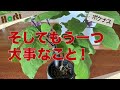 ボケナスはなぜできる?