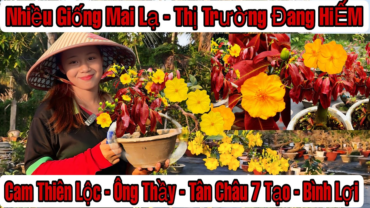 5/3☎️0962265723☎️🌲Mai Vàng Giá Rẻ🌲Cam Thiên Lộc-Tân Châu 7Tạo-Bình Lợi-Giảo Ông Thầy-Báo Mã Số…🌲
