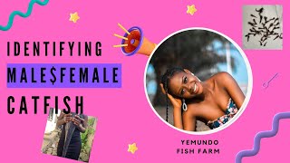 Identifying male and female Catfish