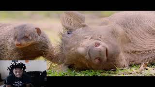 True Facts: Wild Pigs REACTION!!!!!!