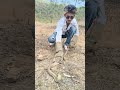 Indian spectacle cobra rescue 🐍 call snake rescue team 7645072066 call ☎️#snake #viral #jharkhand