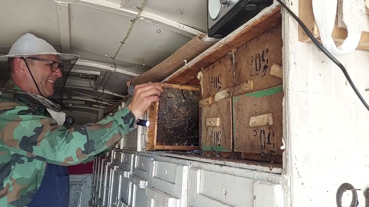 Capcana de viespi la urdiniș