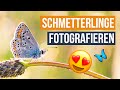 Schmetterlinge fotografieren in der Wildwiese - VLOG