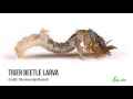 Diary of a Citizen Scientist with Sharman Apt Russell