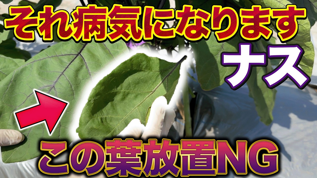 Infection from Below] Eggplant disease: This leaf is the actual