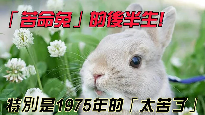 “苦命兔”的后半生，特别是1975年的“太苦了”！ 大师说一切都是天意｜🐰兔生肖运势 - 天天要闻