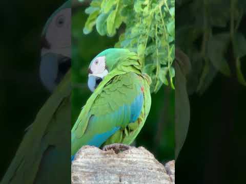 Ara severus #parrot #parrotsfun #birds #birdvideos #bird #birding #parrotsplaying #parrotlover