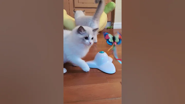 Video 11094131: ragdollkittens cat kitten, ragdollkittens cat cute, cat kitten cutekitten, cat kitten kitty cute, kitten chasing