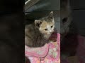Just a lil’ guy #kitten #cat #cute #trending