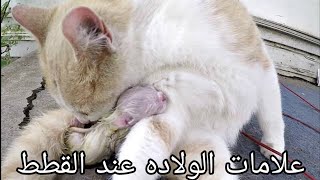 ما هي علامات الولاده عند القطط 🐈