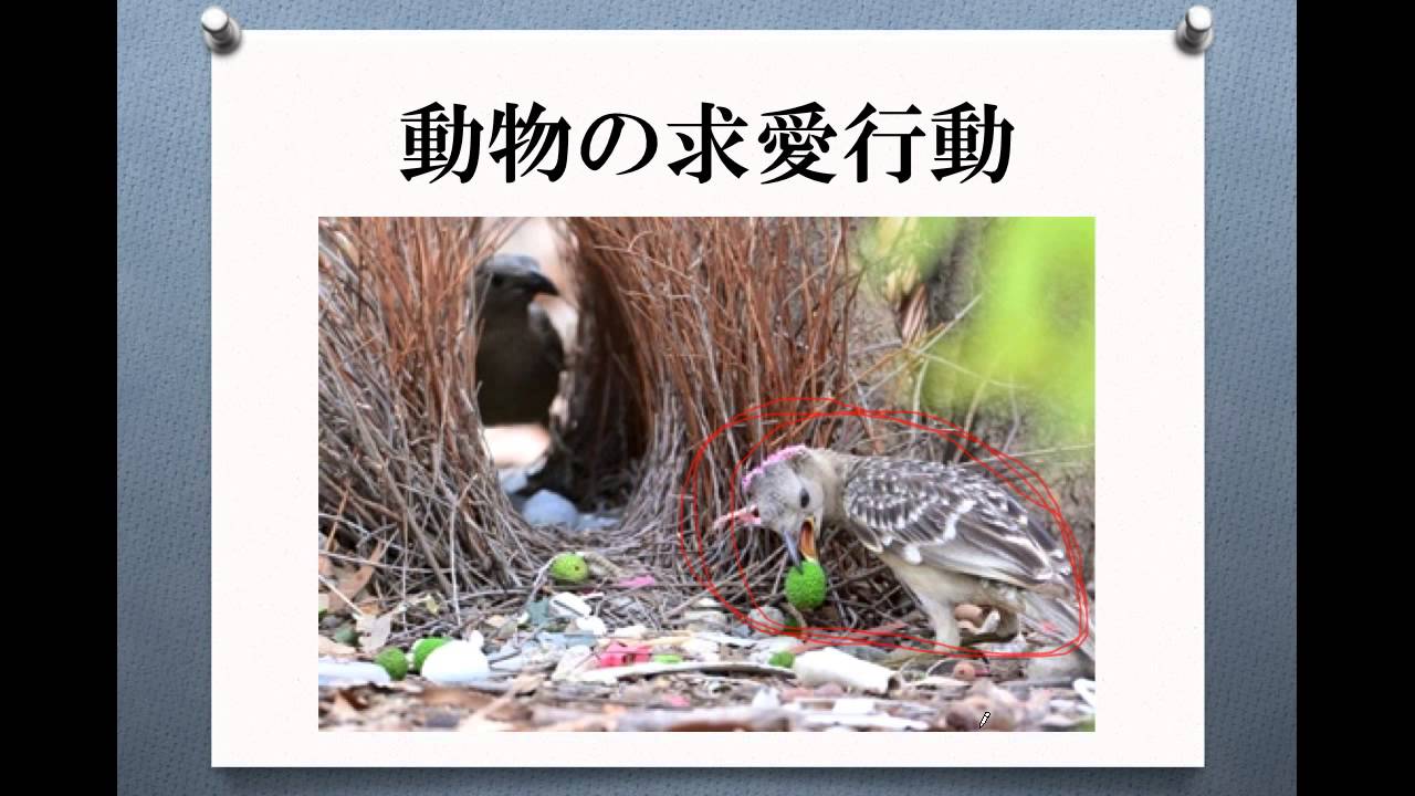 ナンパマインドセット 人間の求愛行動 Youtube