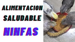 Alimentación saludable para NINFAS , CACATUAS , COCOTILLAS