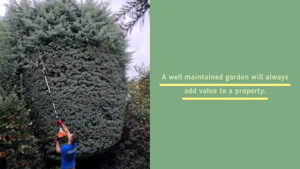 How to cut a hedge? Hedge cutting, trimming. Gardening Services YouTube
