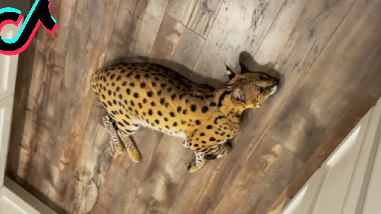 Stryker The Cat Compilation 2021 SHORTS YouTube