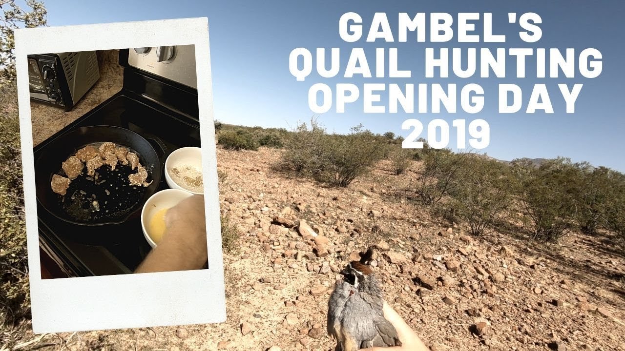 Opening Day Gambel's Quail Hunt Arizona 2019 YouTube