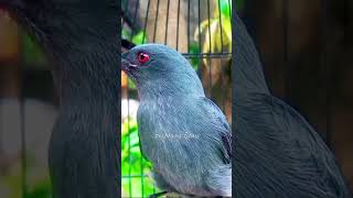 Jebolkan Emosi Srigunting Abu Abu Gacor