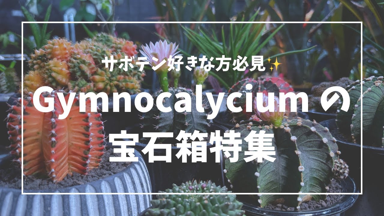 【サボテン好きの方必見!!】Gymnocalyciumの宝石箱特集