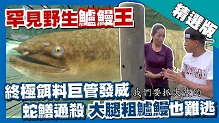 台灣第一等【鱸鰻女王蛇鱔通殺巨管出馬25 斤野生鱸鰻也難逃 ... 