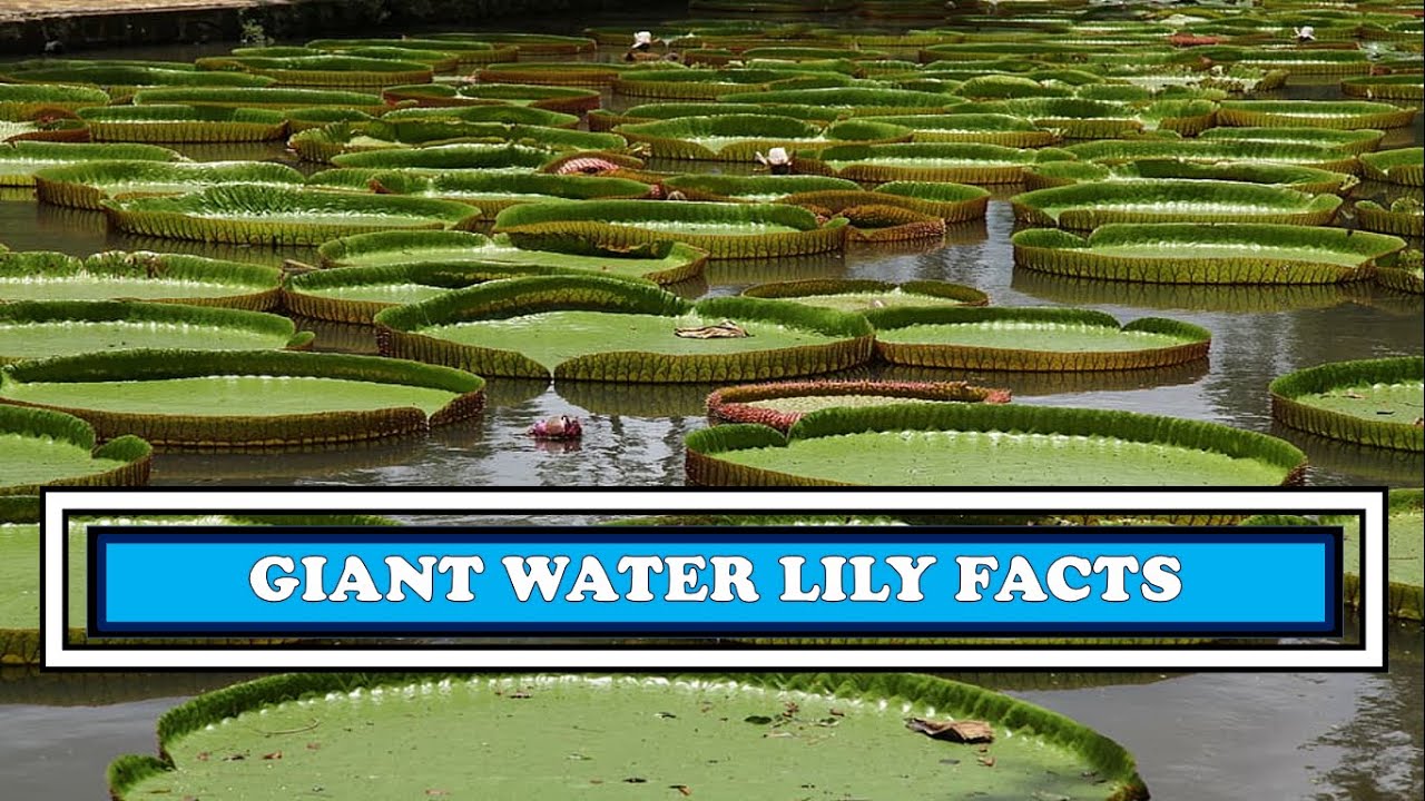 15 Amazing Facts About Giant Water Lily Fun Facts Weird but True