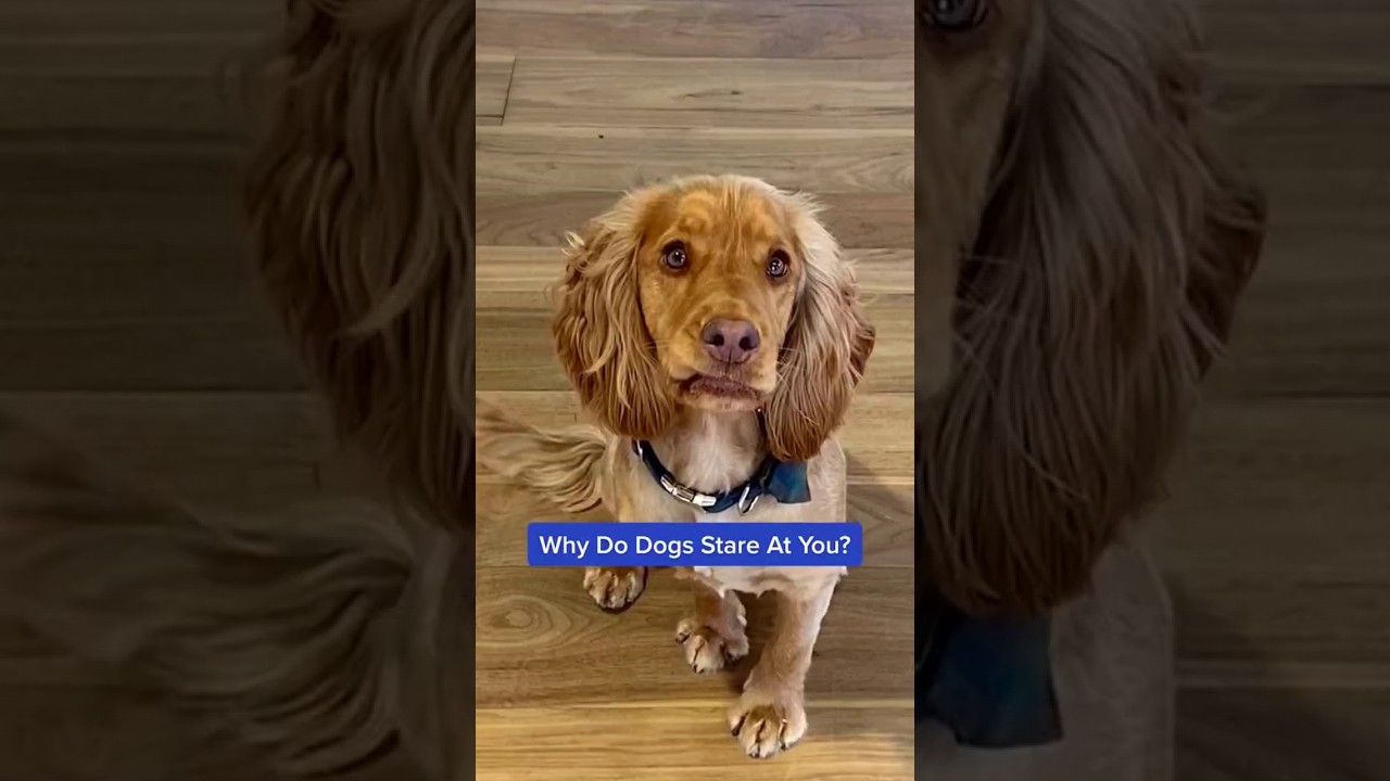 Why Do Dogs Stare At Us? 🤯🐶 
