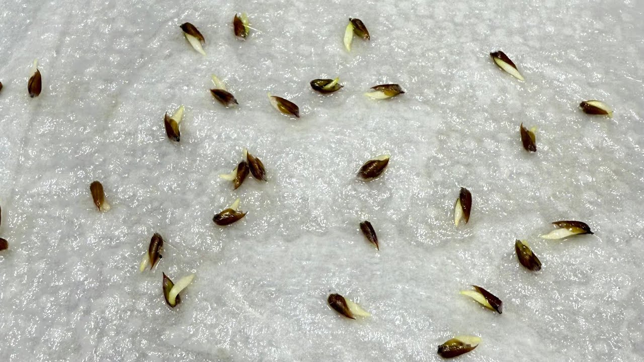 Mirabile seeds planted at Ozaki Flower Park [winter-type tuberous
