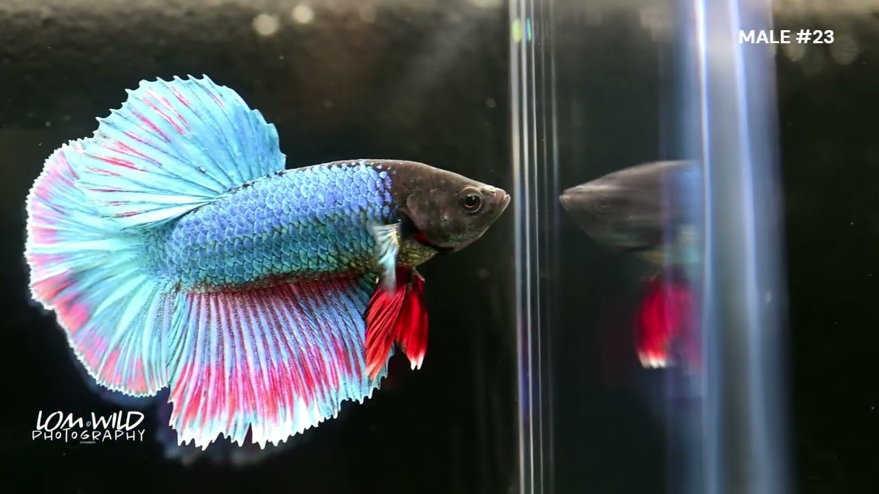 HALFMOON MALE BETTA #23 LOMWILD