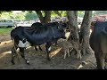 Vacas paridas en Santiago Nonualco La Paz El Salvador