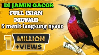 PARAH ABIZZ‼️masteran konin full tembakan, audio jernih, konin gacor full isian terbaru 2025.
