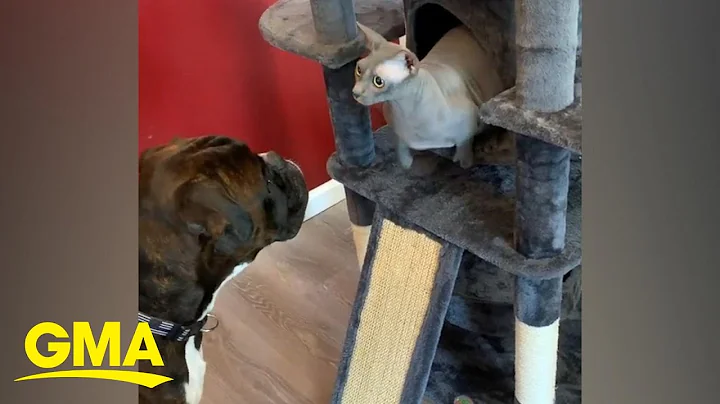 Video 1254171: hairless cat, hairless dog